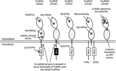 Genetic Variation in Low-To-Medium-Affinity Fcγ Receptors: Functional Consequences, Disease Associations, and Opportunities for Personalized Medicine